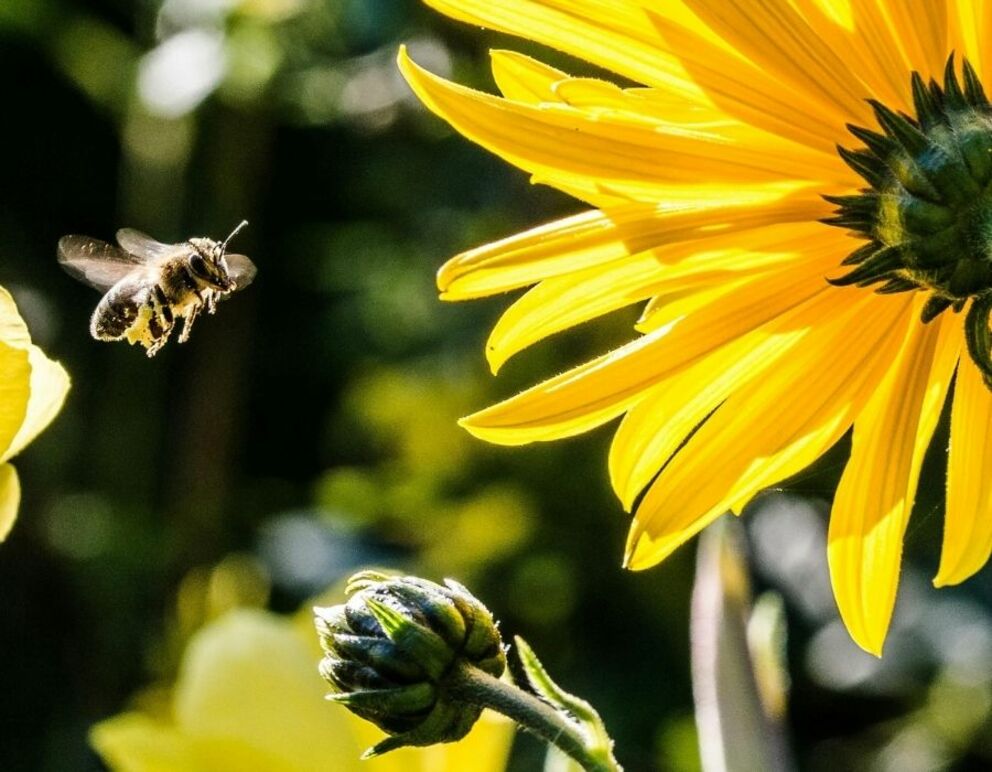 Soberanía Alimentaria y Justicia Climática desde una perspectiva feminista y decolonial (Bilbao, 19 de diciembre)