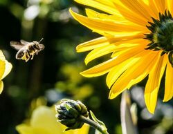 Elikadura Burujabetza eta Justizia Klimatikoa ikuspegi feminista eta dekolonialetik (Bilbo, abenduak 19)